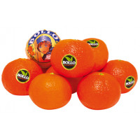 Mandarina Clementina BOLLO kg
