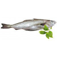 Abadejo importación kg Abadejo importación kg