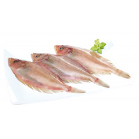 Gallo-Rapante kg