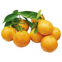 Mandarina Clementina LA MEXICANA hoja kg