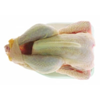 Gallina kg